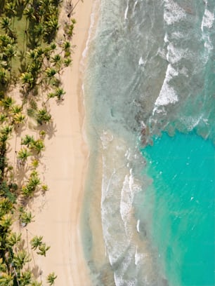 an aerial view of a sandy beach with palm trees