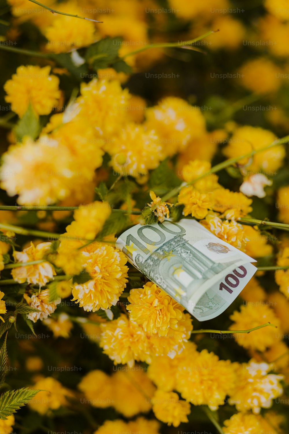 a bunch of money sitting on top of yellow flowers