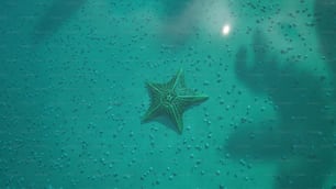 una stella marina su una superficie verde nell'acqua