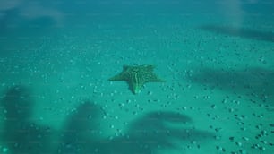 Una grande stella marina che nuota nell'oceano