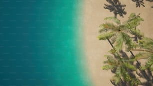 a palm tree casts a shadow on a sandy beach