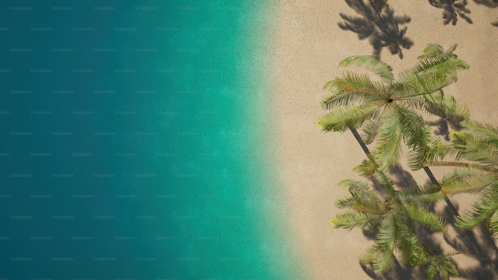 Una palmera proyecta una sombra en una playa de arena