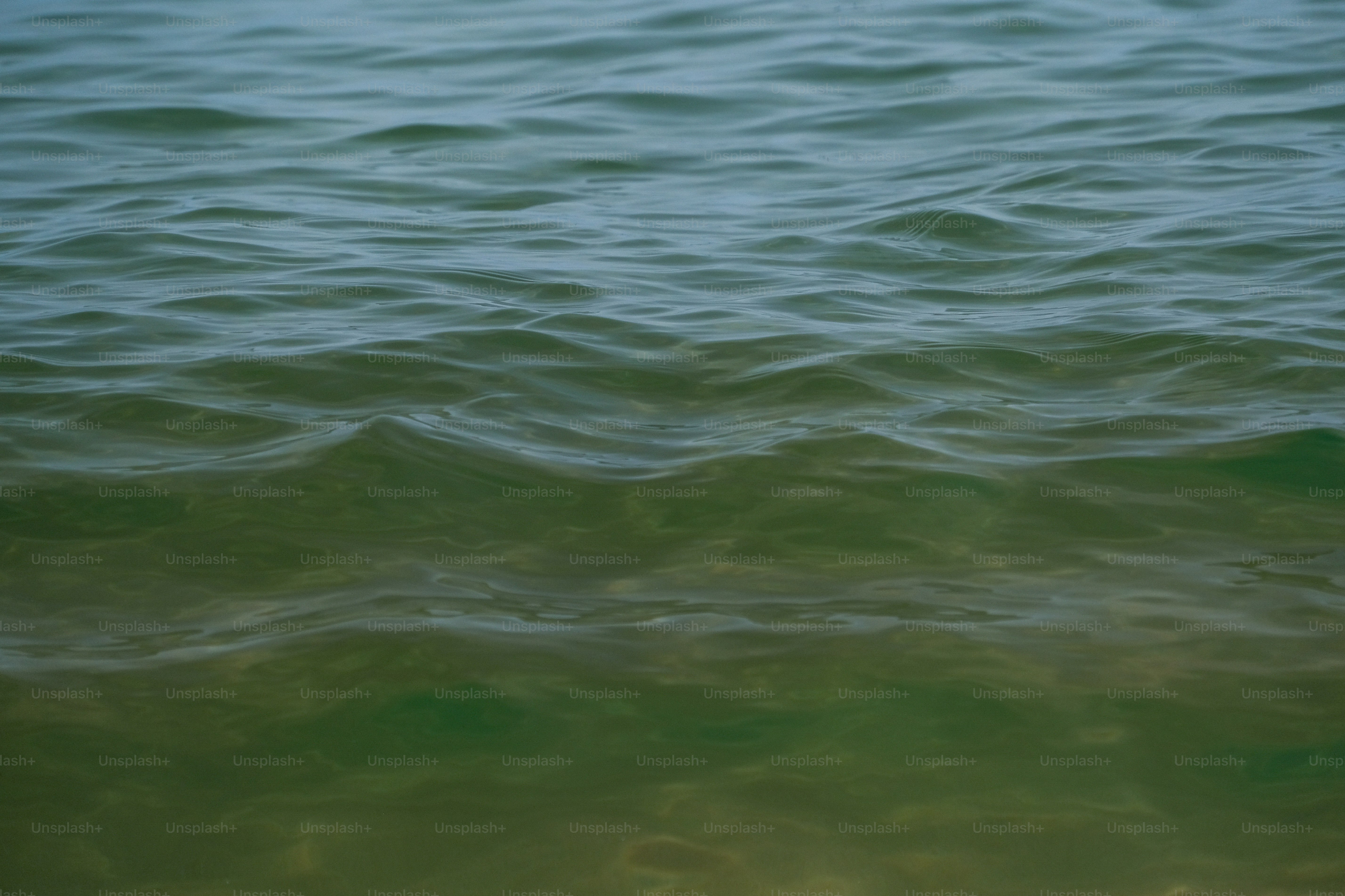 a body of water that is very green