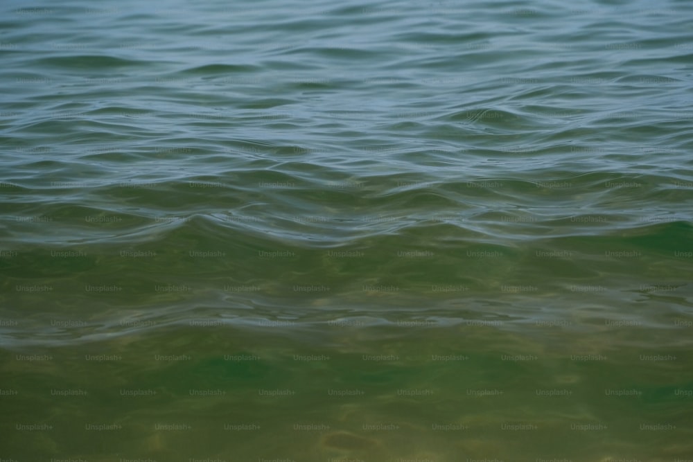 uno specchio d'acqua molto verde