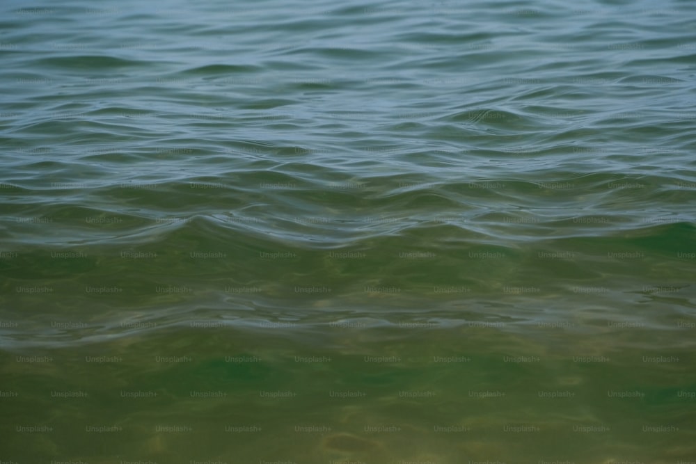 un cuerpo de agua que es muy verde