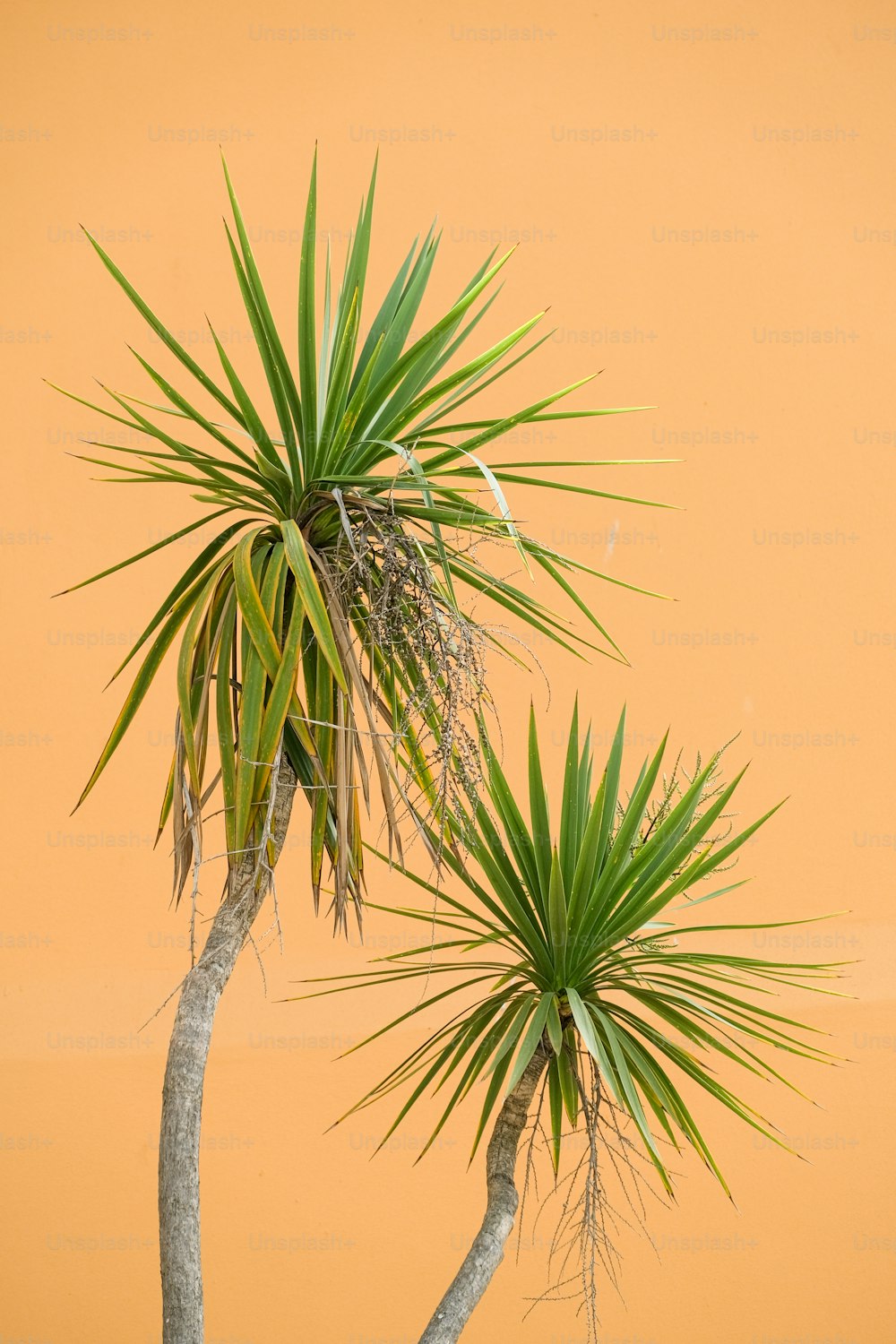 a couple of palm trees sitting next to each other