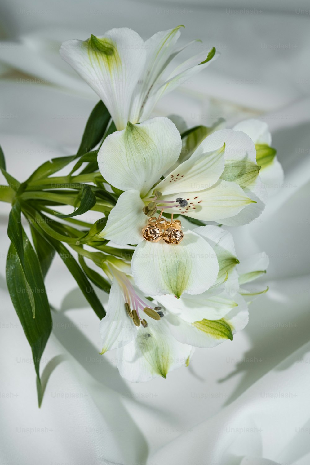 a close up of a white flower on a white sheet