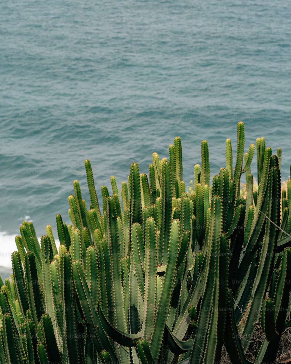 a bunch of cactus plants next to a body of water