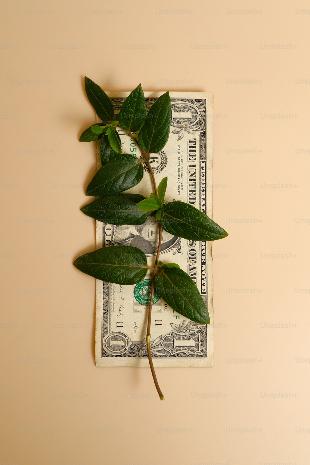 a dollar bill with a plant growing out of it