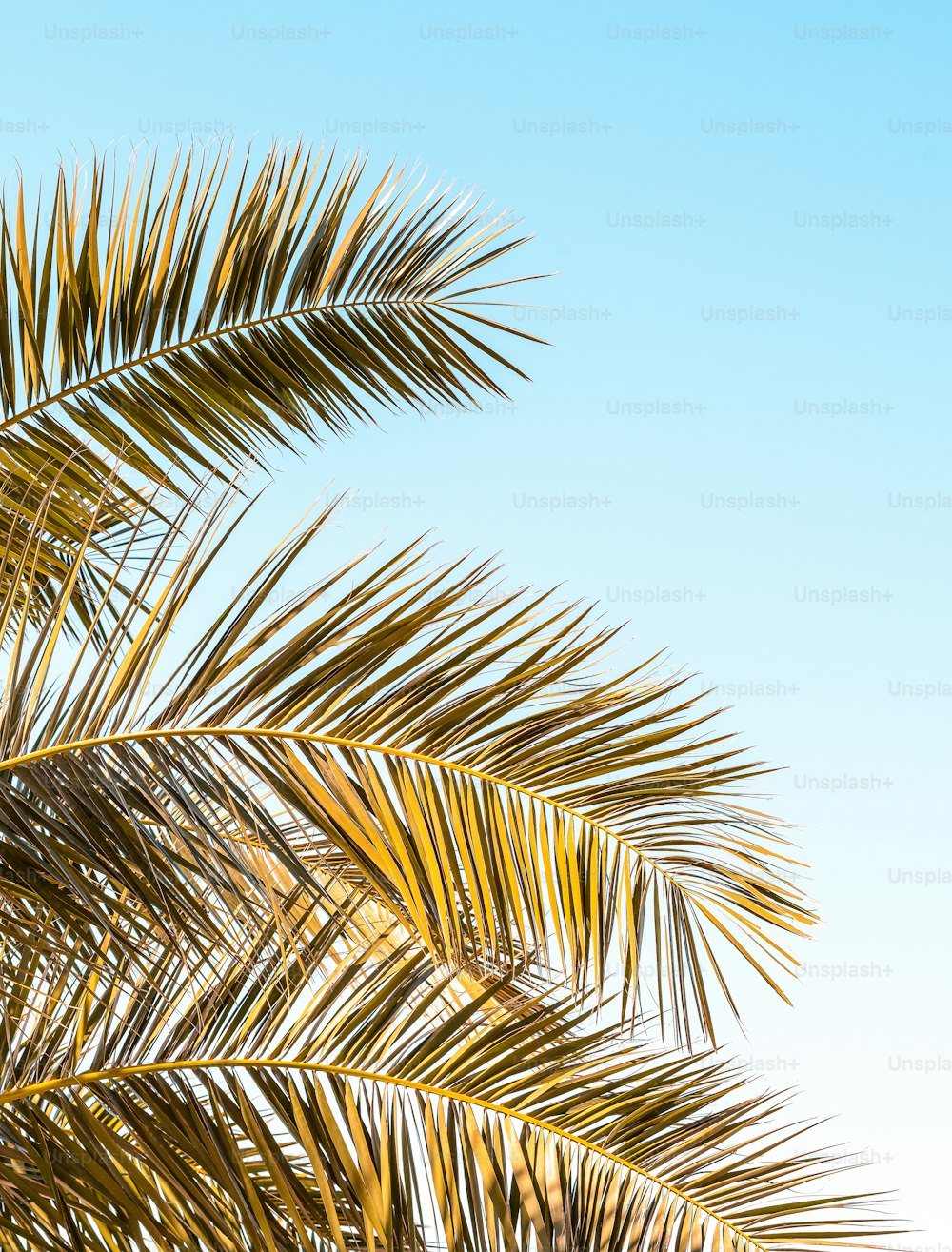 um close up de uma palmeira com um céu azul no fundo