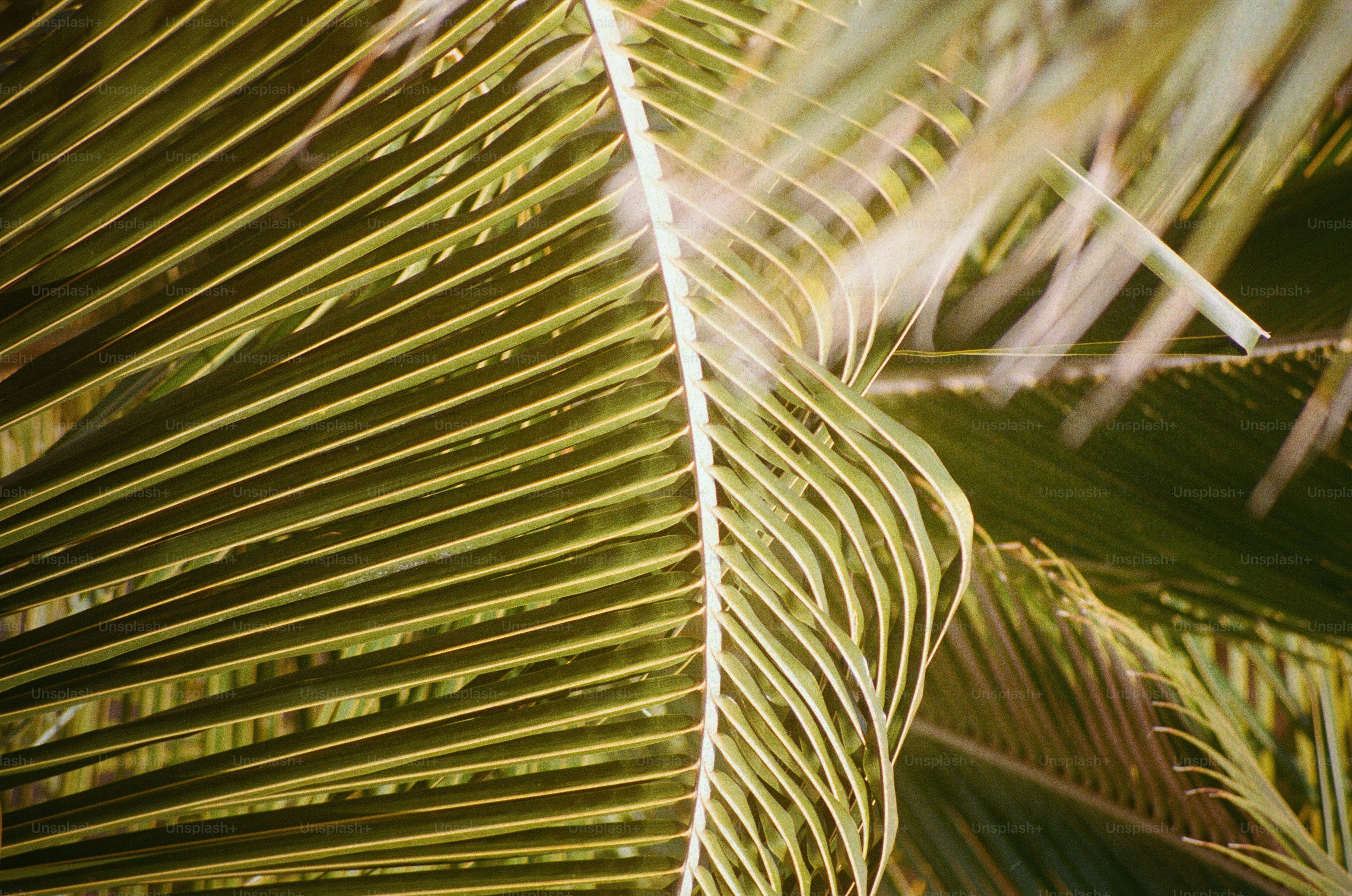 Un primo piano di una foglia di palma