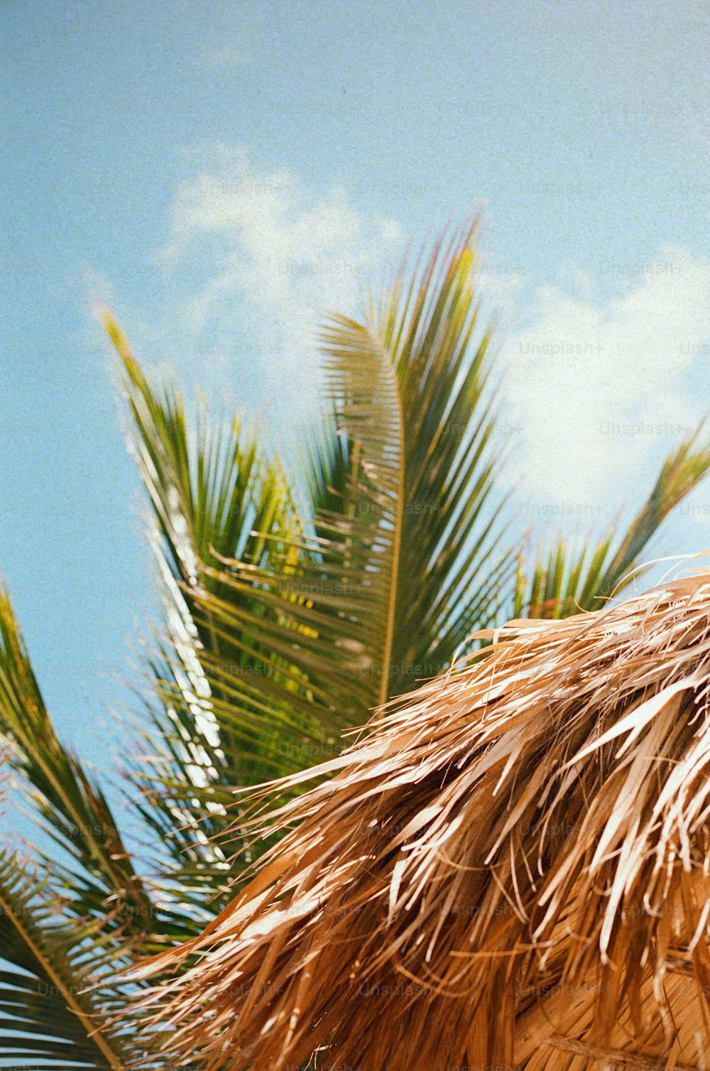 um close up de um guarda-chuva de palha com palmeiras ao fundo