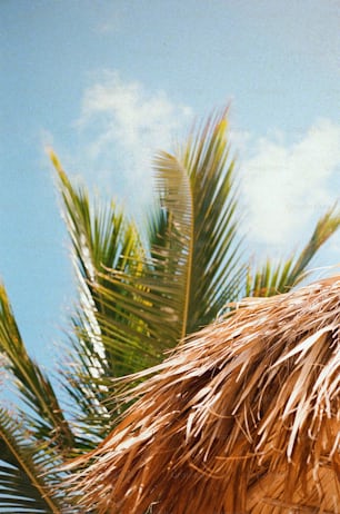 a close up of a straw umbrella with palm trees in the background