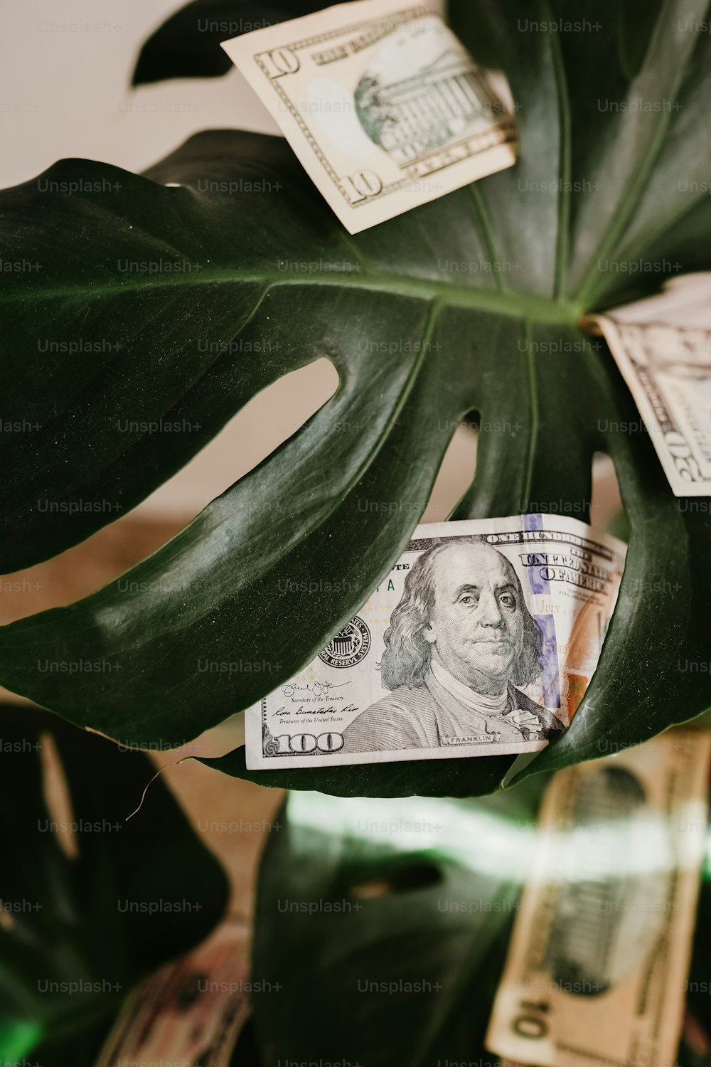 a green plant with a bunch of money on top of it