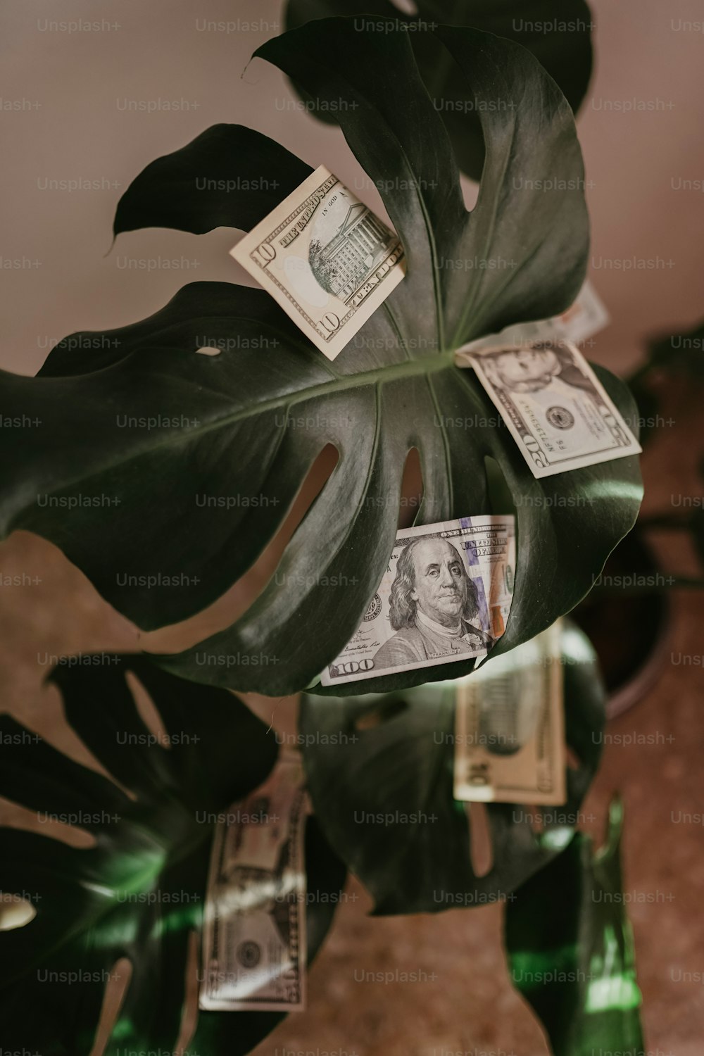 Una planta con dinero colgando de sus hojas