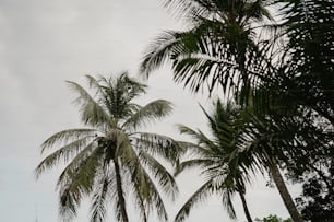 um par de palmeiras que estão próximas uma da outra