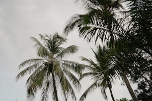 a couple of palm trees that are next to each other