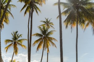 a group of palm trees on a sunny day