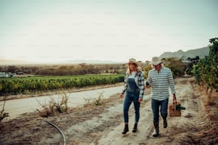 新鮮な野菜のバスケットを持って農地やブドウ園を日の出に歩く白人のロマンチックな夫婦。高品質の写真