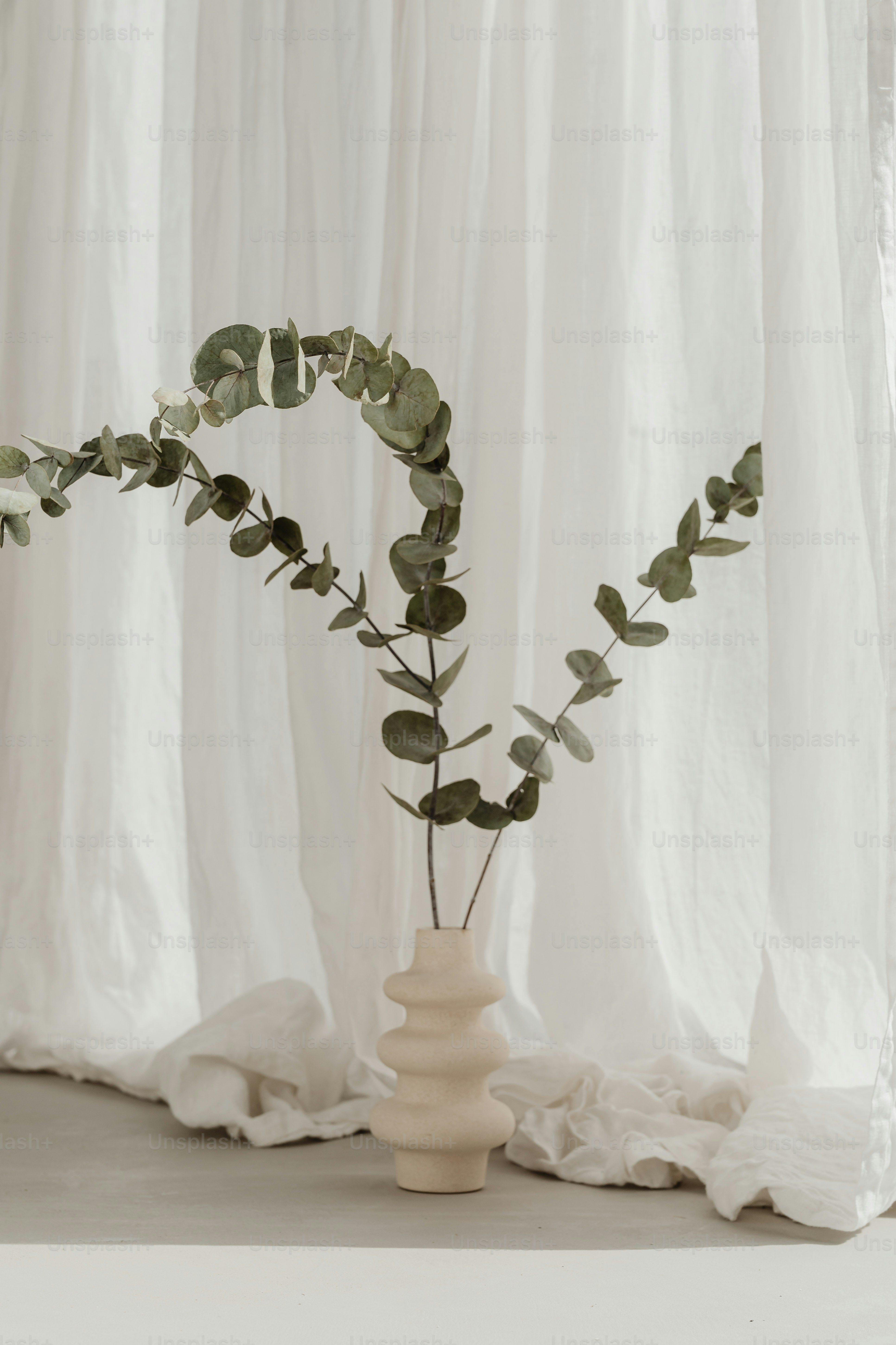 A white vase with a plant in it photo – Still life Image on Unsplash