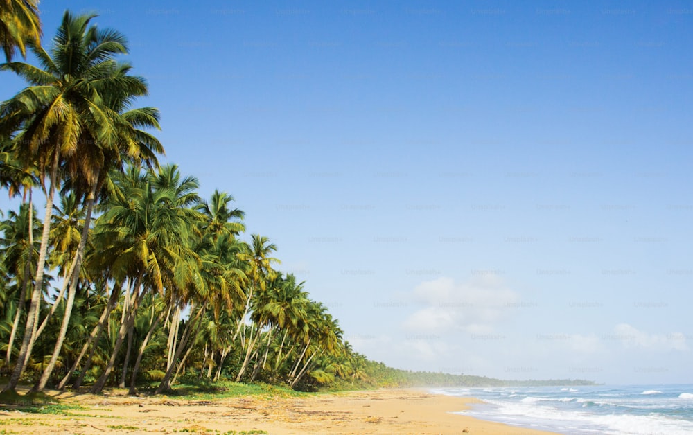 Ein Sandstrand mit Palmen und dem Meer im Hintergrund