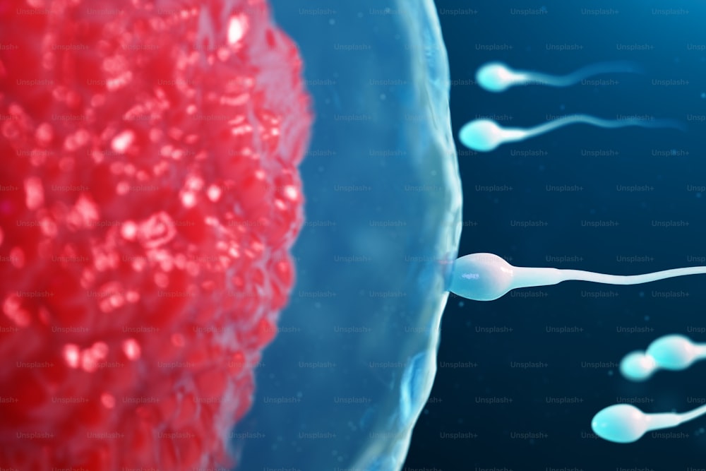 3Dイラスト精子と卵細胞、卵子。精子が卵細胞に近づいています。ネイティブおよび自然受精。概念は新しい人生の始まりです。顕微鏡下で赤いコアを持つ卵子。運動精子