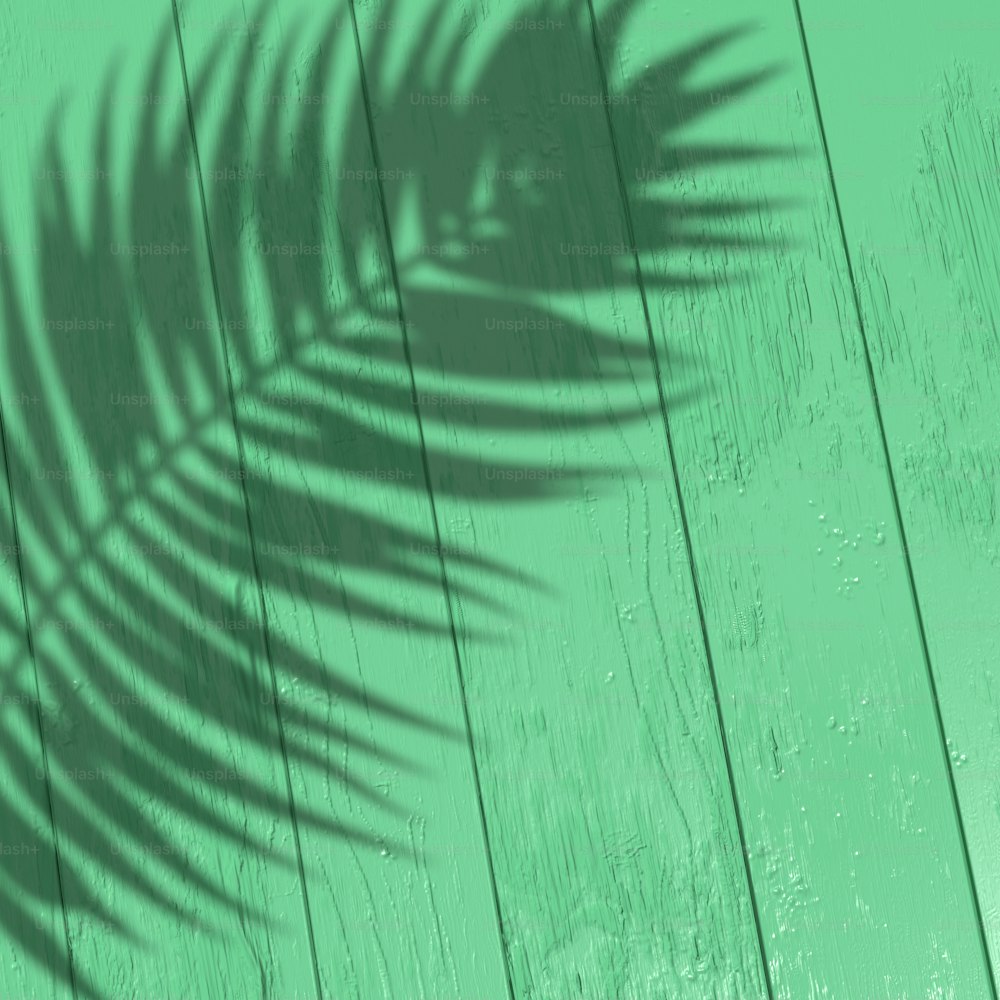 a shadow of a palm tree on a wooden wall