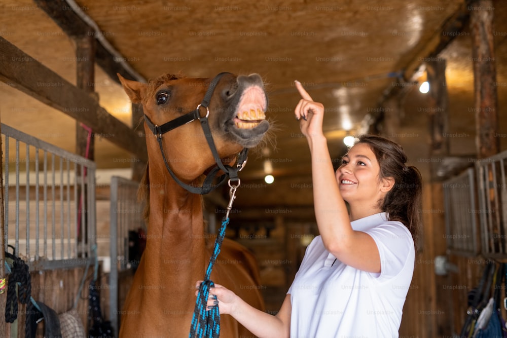 Young cheerful sporty woman standing by purebred brown racehorse and trying to touch her nose while having fun