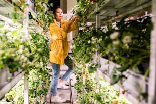 Young Asian female in casualwear picking up strawberries while standing on step ladder between shelves in greenhouse