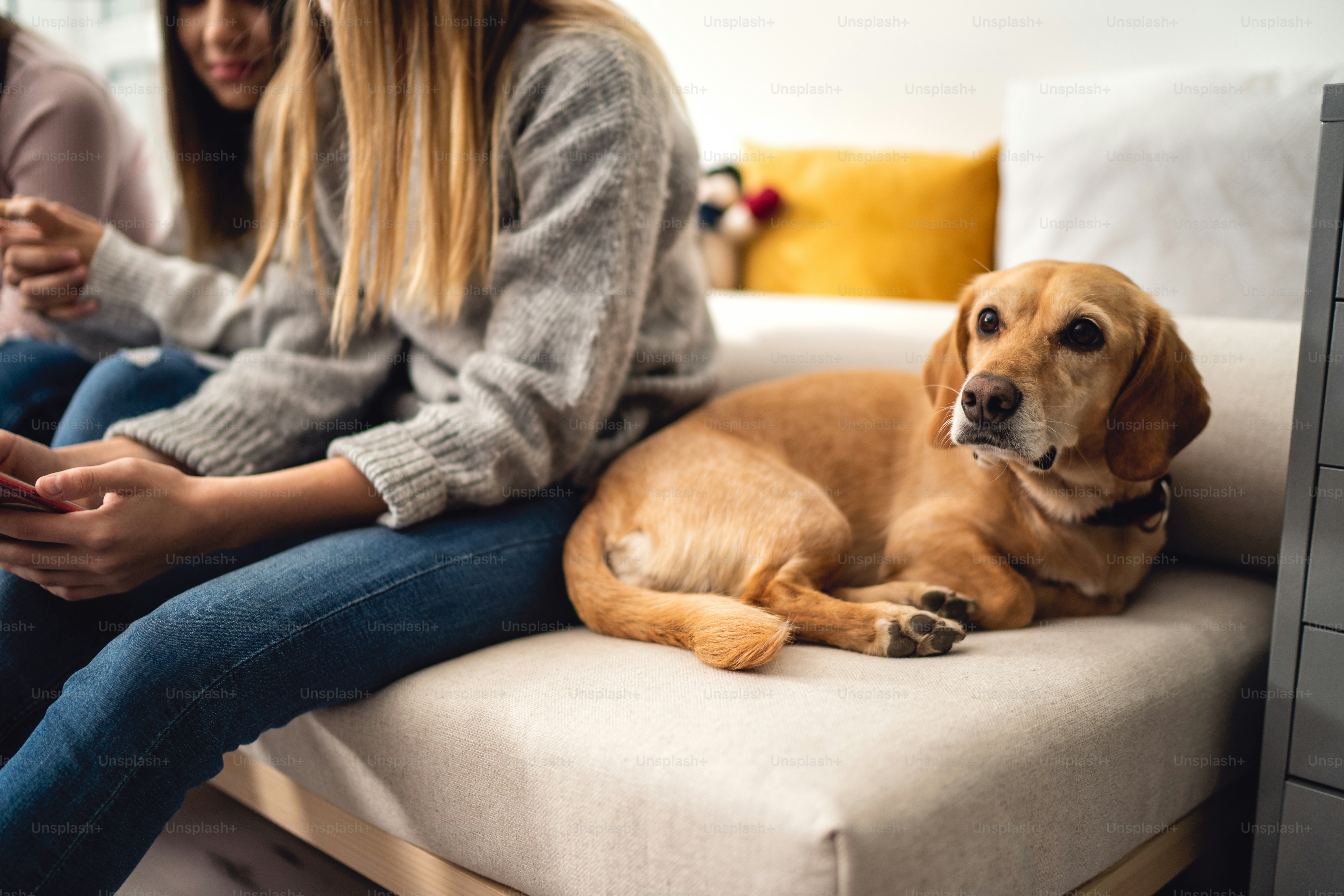 ペットシッター