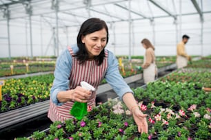 Portrait of people working in greenhouse in garden center, old woman spraying plants with water.