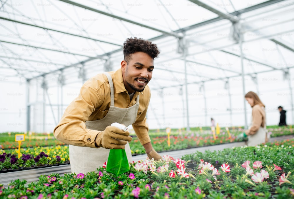 Joven afroamericano trabajando en invernadero en centro de jardinería, rociando plantas.