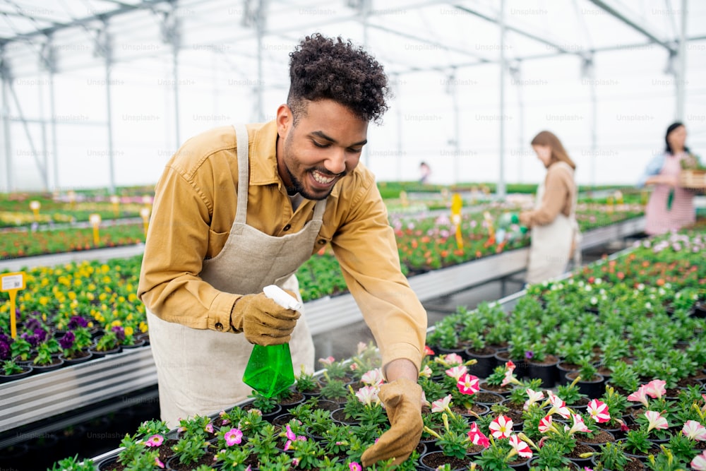 Joven afroamericano trabajando en invernadero en centro de jardinería, rociando plantas.