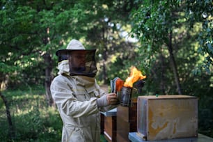Vue latérale portrait d’un apiculteur travaillant dans un rucher, utilisant un fumoir d’abeille.
