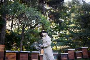 A portrait of man beekeeper working in apiary, using bee smoker.