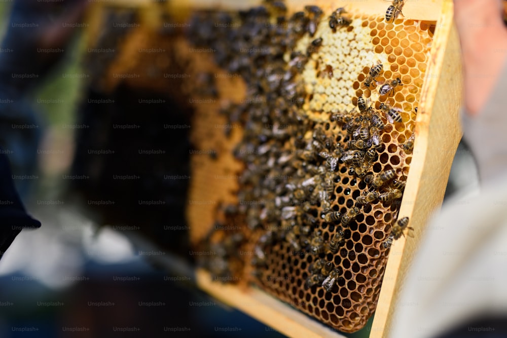 Close-up of unrecognizable man beekeeper holding honeycomb frame full of bees in apiary.