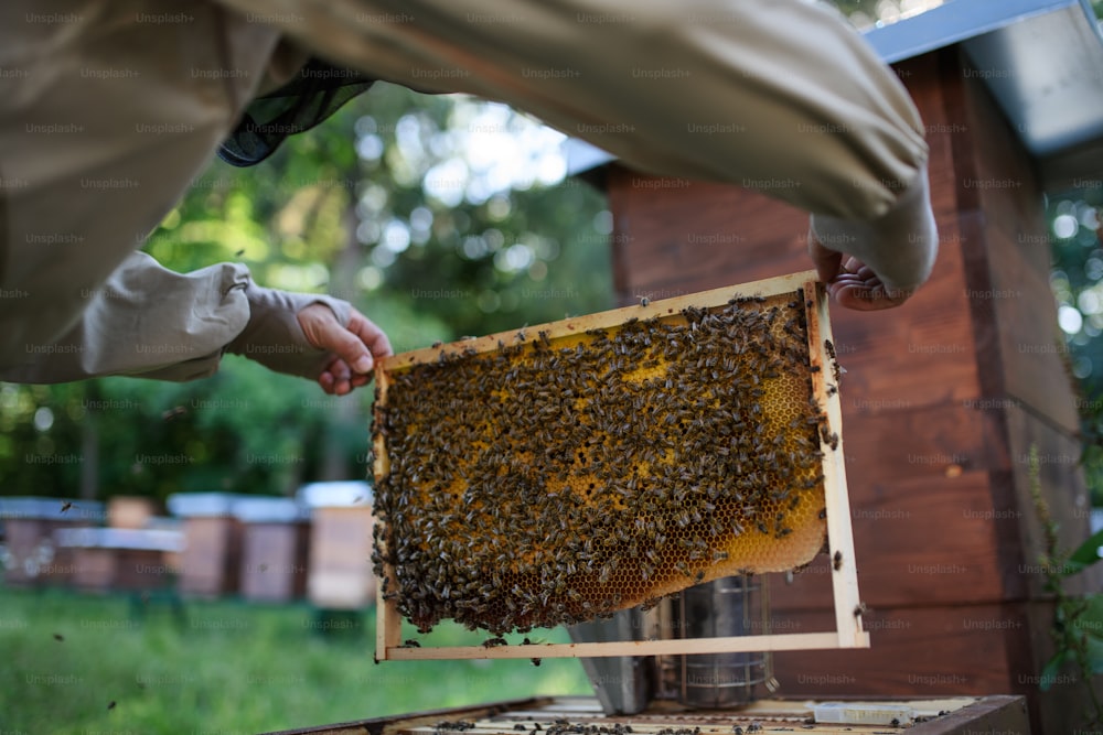 Apiculteur méconnaissable tenant un cadre en nid d’abeille plein d’abeilles dans le rucher, travaillant,