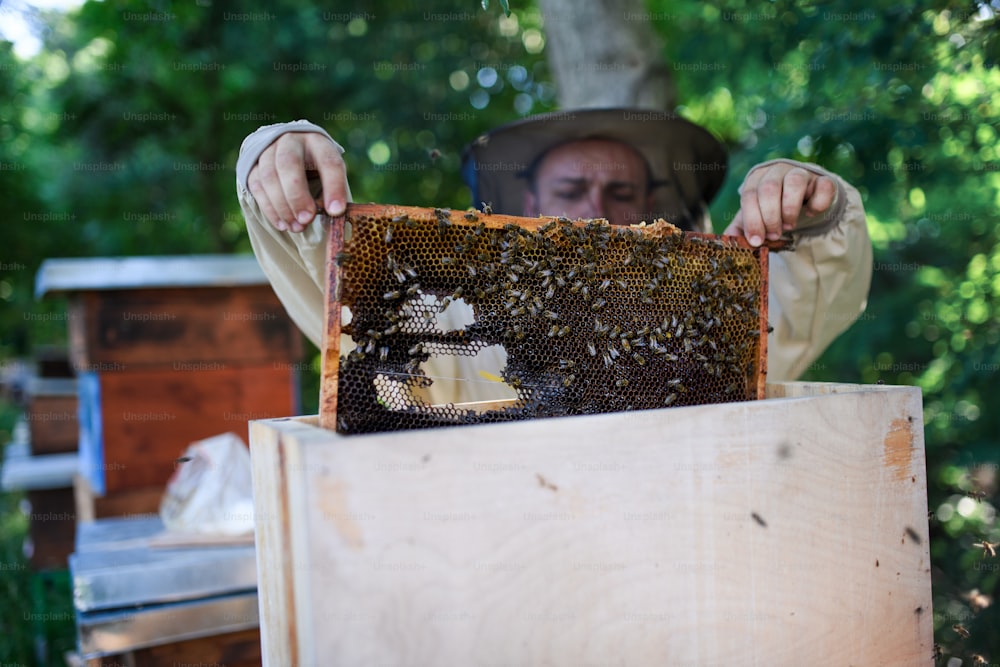 Retrato del apicultor hombre sosteniendo un marco de panal lleno de abejas en el colmenar, trabajando,