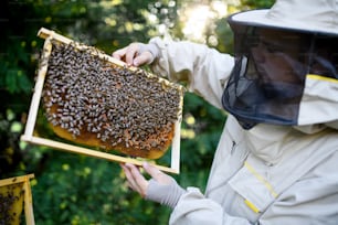 Porträt eines Imkers, der einen Wabenrahmen voller Bienen im Bienenhaus hält und arbeitet.
