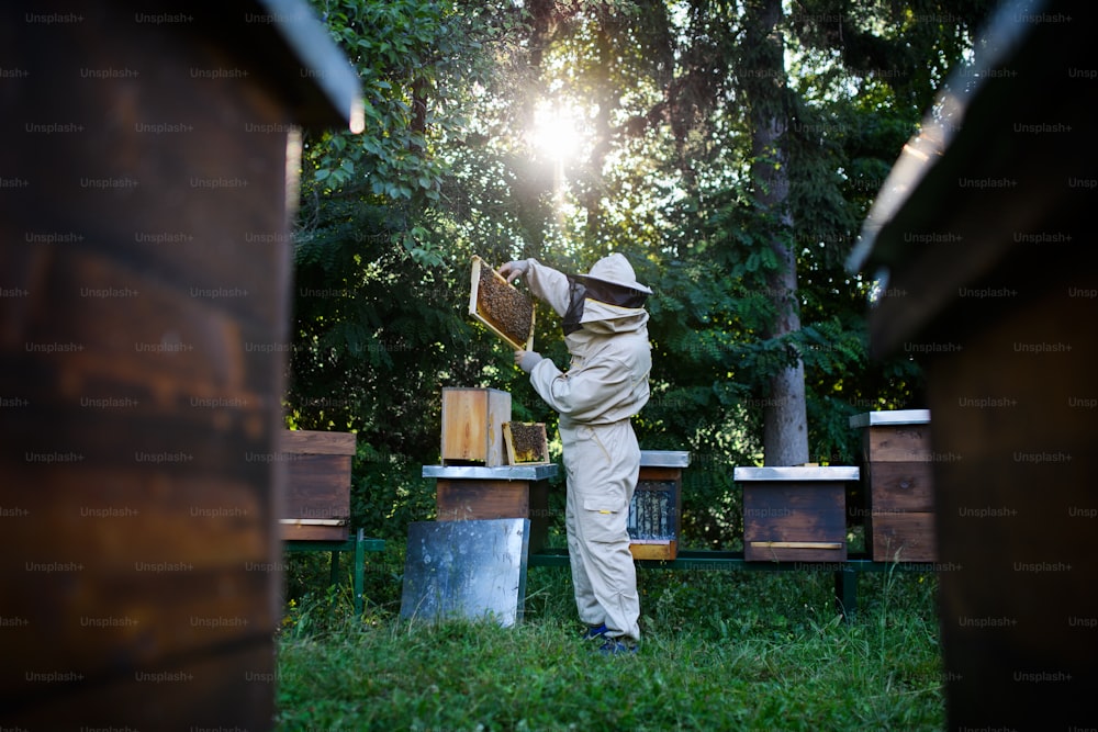 Un retrato del apicultor hombre que trabaja en el colmenar, utilizando un ahumador de abejas.