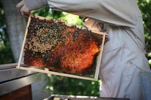 Apicultor hombre irreconocible sosteniendo un marco de panal lleno de abejas en el colmenar, trabajando,