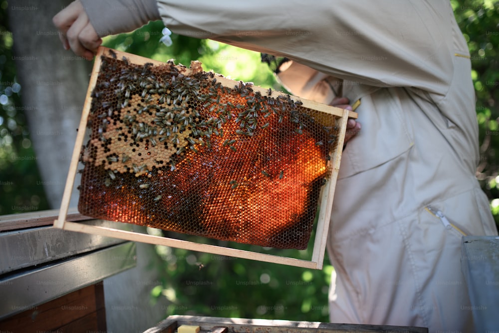 Apiculteur méconnaissable tenant un cadre en nid d’abeille plein d’abeilles dans le rucher, travaillant,