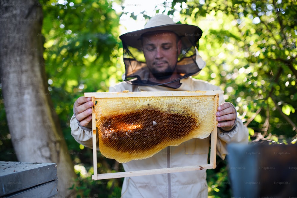 Man beekeeper holding honeycomb frame in apiary, working.