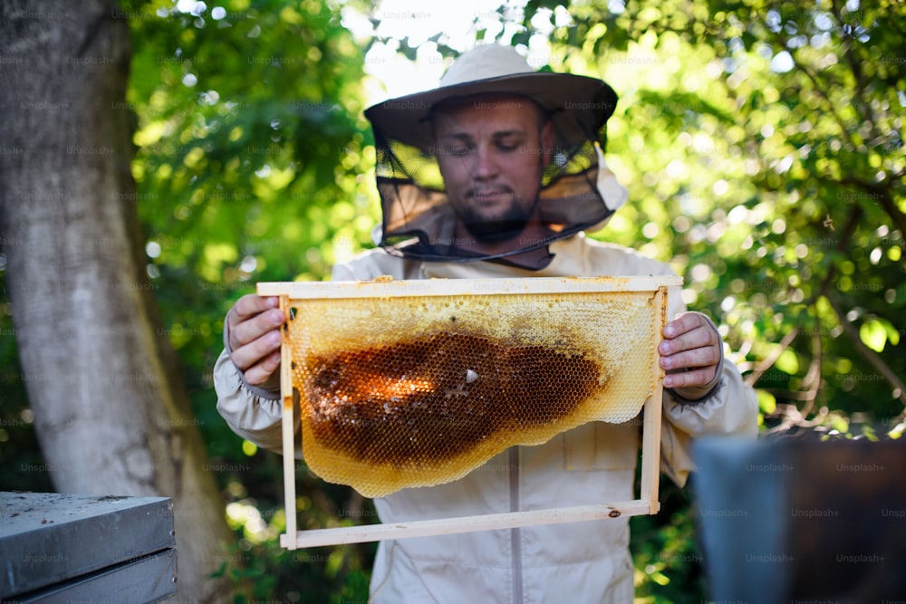 Hombre apicultor sosteniendo el marco de panal en el colmenar, trabajando.