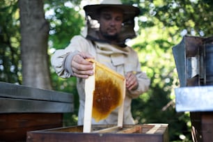 Homme apiculteur tenant un cadre en nid d’abeille dans le rucher, travaillant.