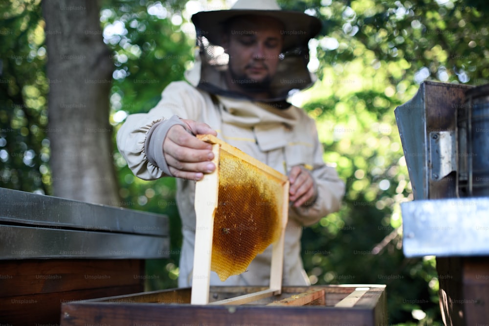 Man beekeeper holding honeycomb frame in apiary, working.