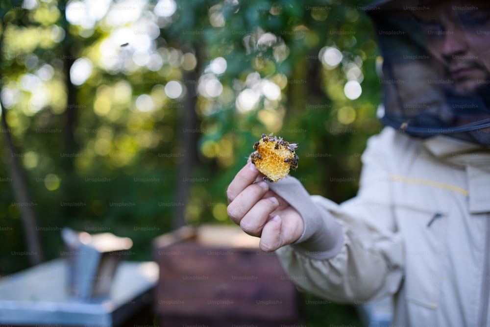 Unrecognizable beekeeper holding piece of honeycomb with bees in apiary.