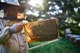 Porträt eines Imkers, der einen Wabenrahmen voller Bienen im Bienenhaus hält und arbeitet,