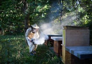 Portrait d’un apiculteur travaillant dans un rucher, utilisant un fumoir d’abeille.