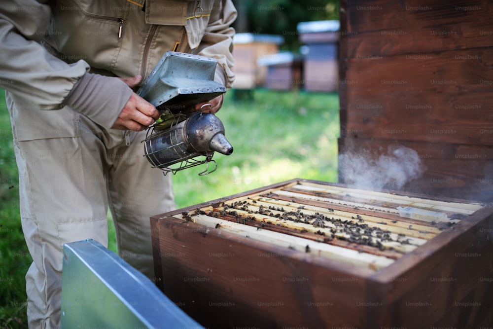 Jeune apiculteur méconnaissable travaillant dans le rucher, utilisant un fumoir d’abeilles.